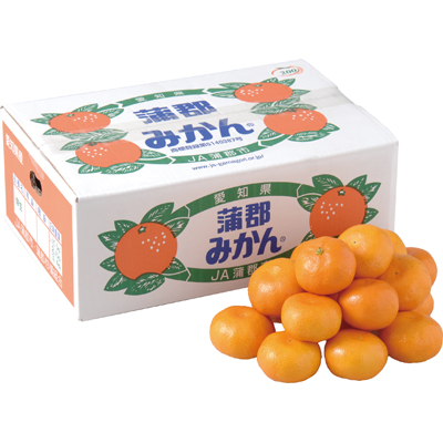 愛知県産 蒲郡みかん 5Kg